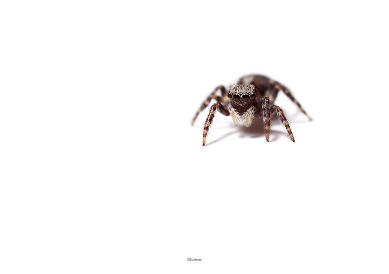 Holiday on ice.800px_9043.Rassioner.jpg