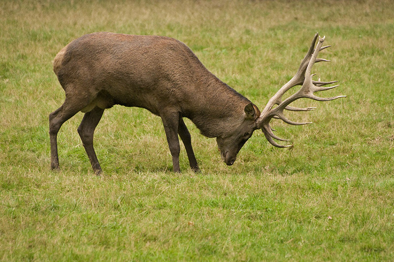 Cerf-FH1.jpg