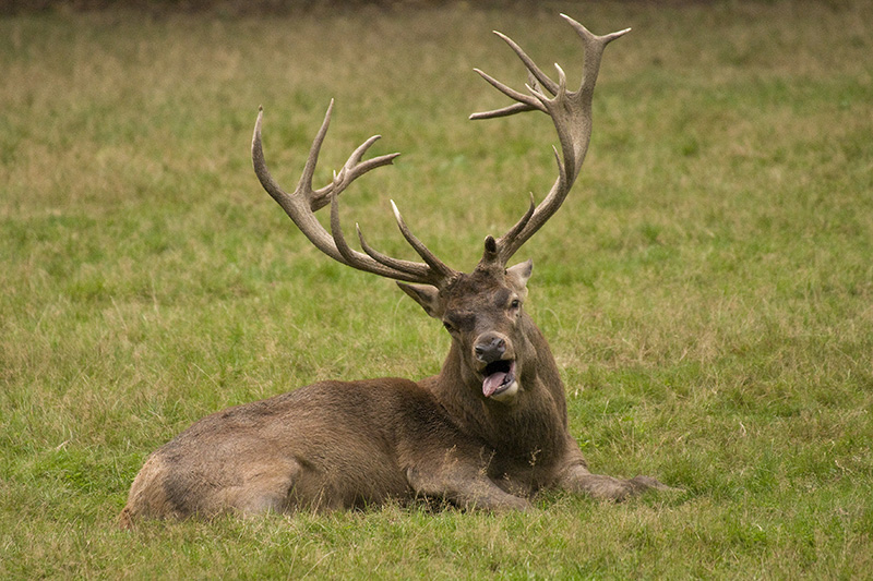 Cerf-FH3.jpg