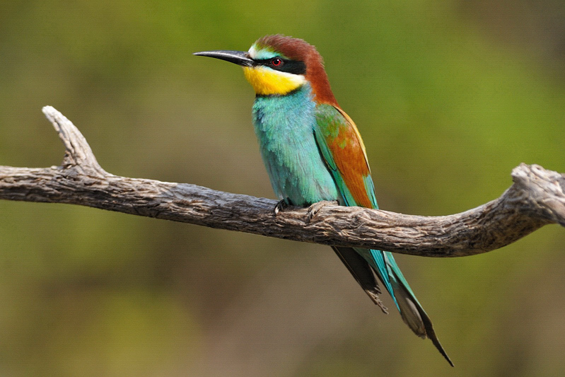 MEROPS_103.jpg