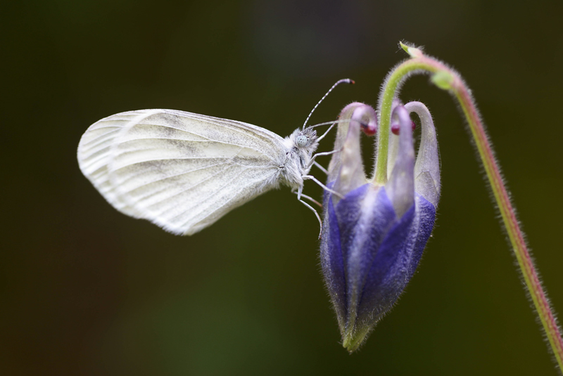 DSC07108r.jpg