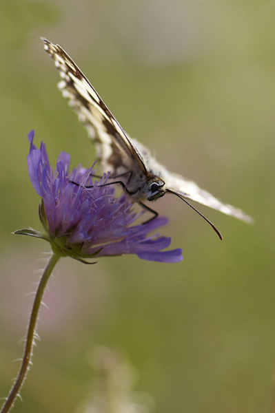 DSC08103r.jpg