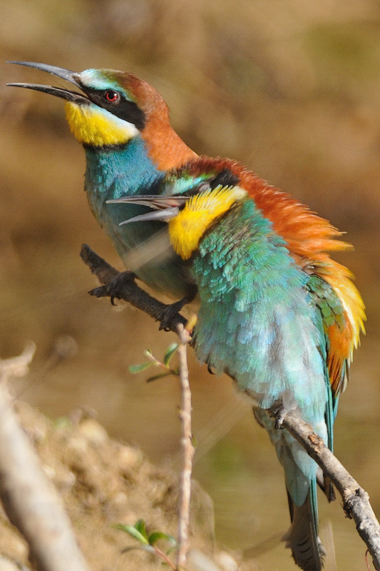 MEROPS_58.jpg