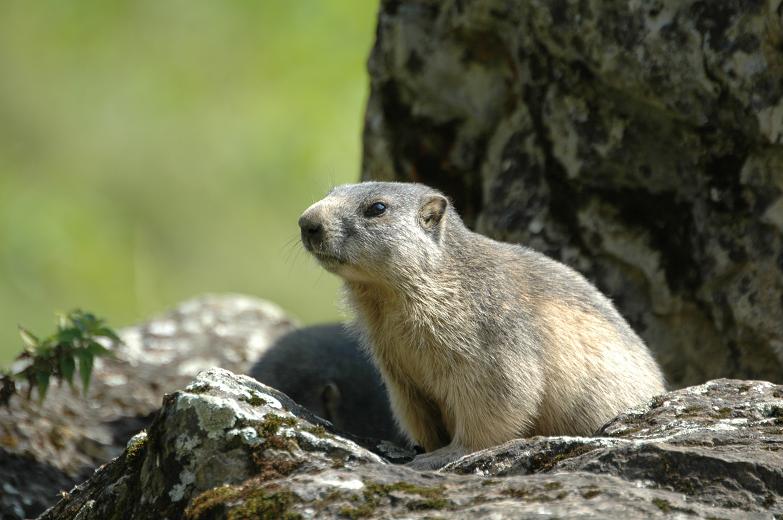 Marmotte1.JPG