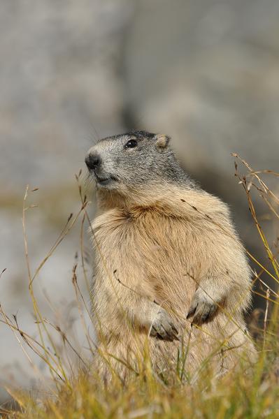 Marmotte2.jpg