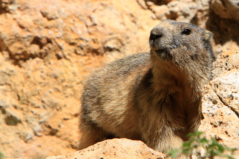 Marmotte.jpg