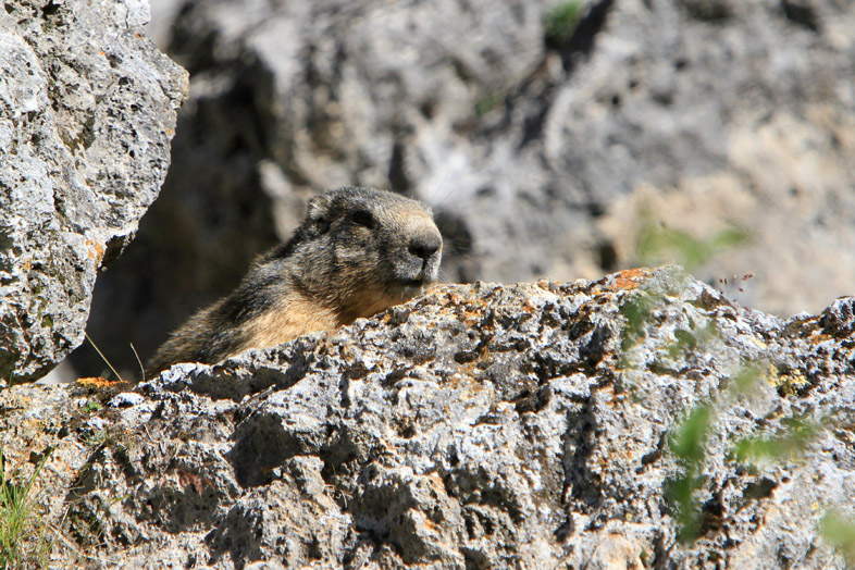 Marmotte2.jpg