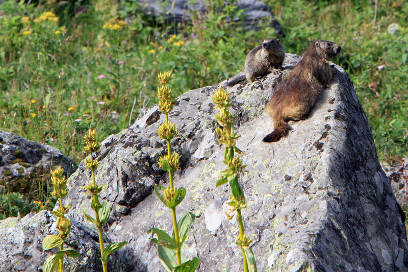 Marmottes.jpg