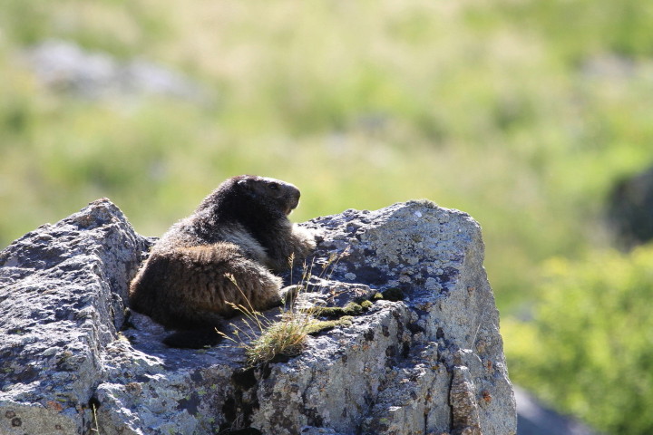 20110626-marmotte vallée de la carança (17).JPG