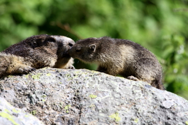 20110626-marmotte vallée de la carança (37).JPG