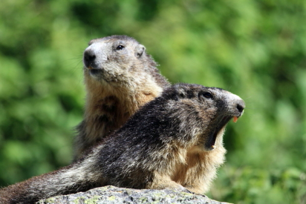 20110626-marmotte vallée de la carança (44).JPG