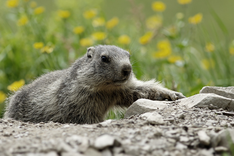 marmotton 1.jpg