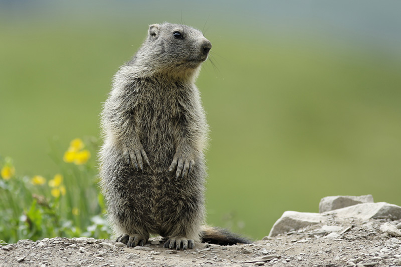 marmotton.jpg
