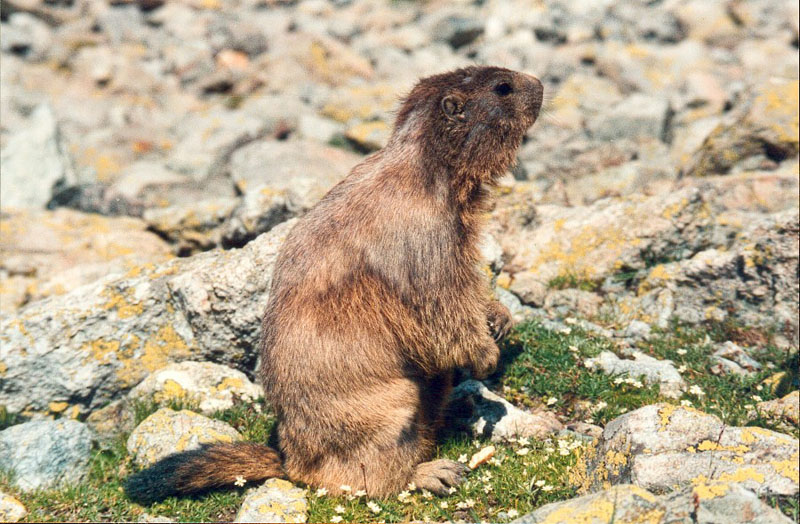 marmote 13.jpg