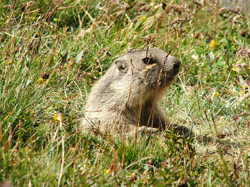 marmotte_vanoise1.JPG