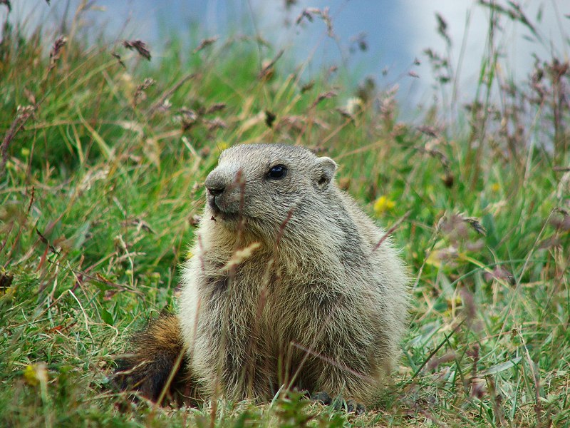 marmotte_vanoise2.JPG