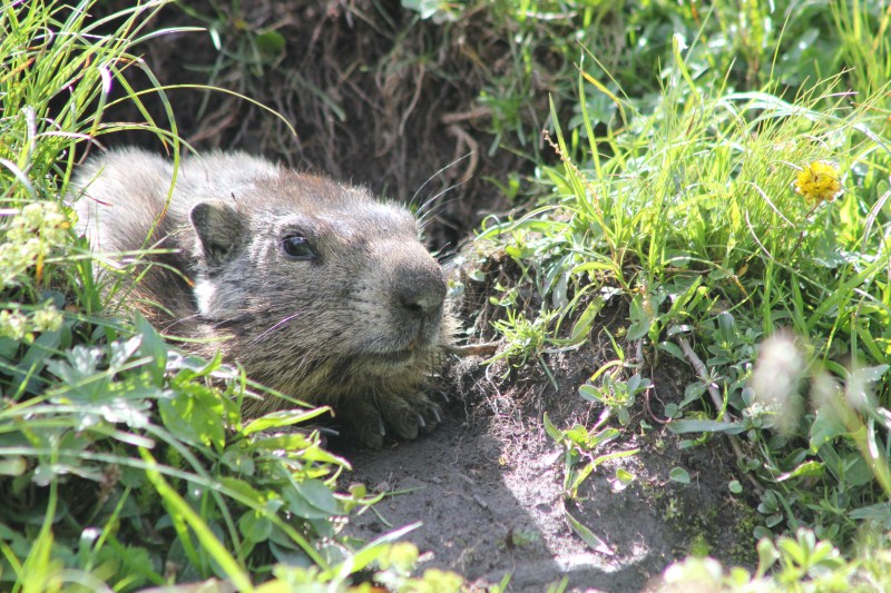 marmottes (12).jpg