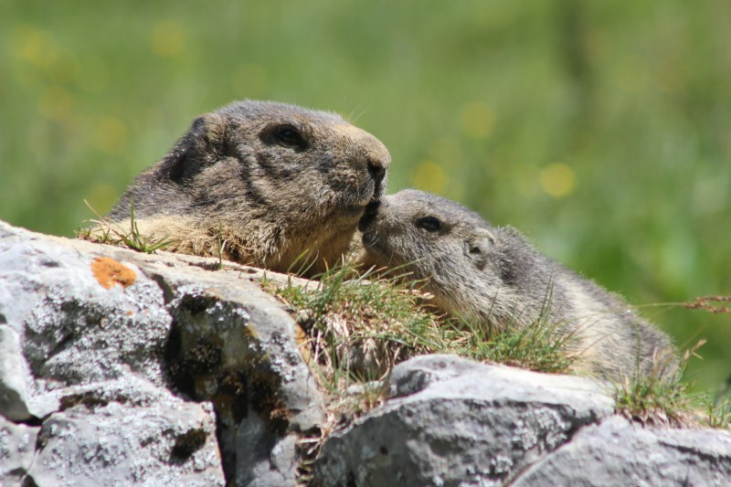 marmottes (37).jpg