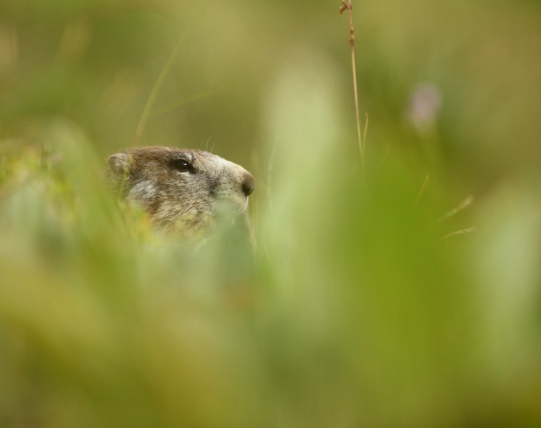 marmotte puy mary 270709 (24) [800x600].jpg