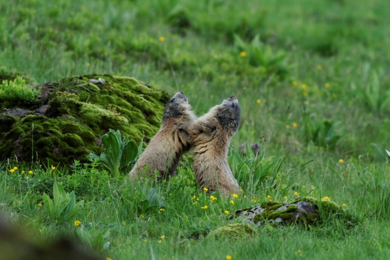 Marmottes 2010 (61) [800x600].jpg