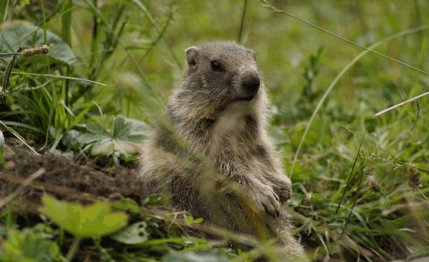 ScreenHunter_02 Oct. 06 16.04.gif
