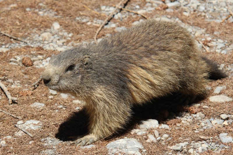 marmot1.jpg