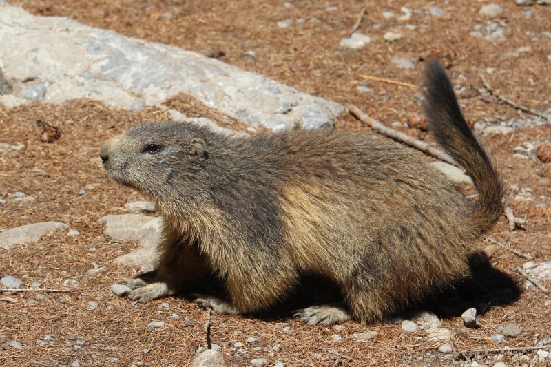 marmot2.jpg