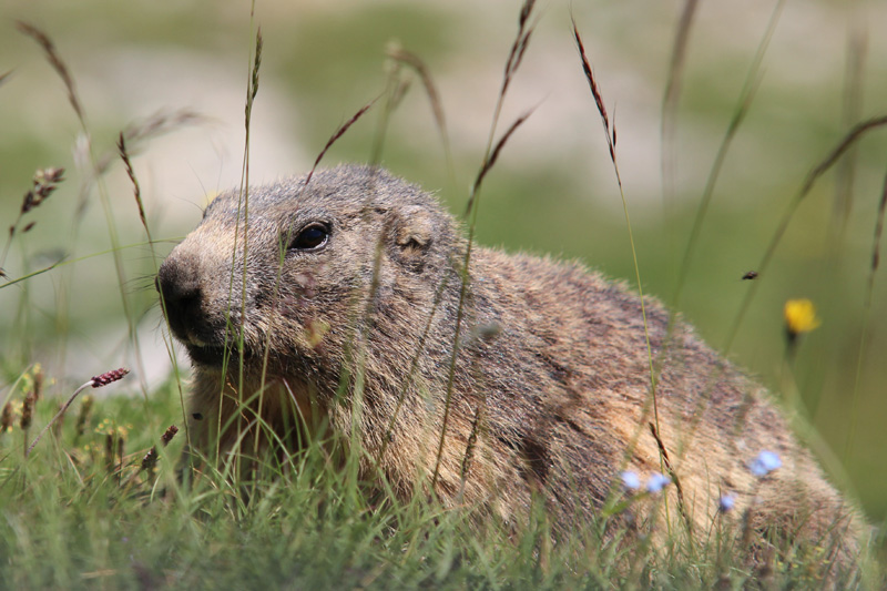 marmot3.jpg