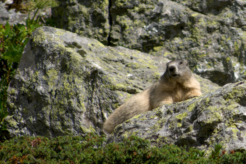 Marmotte I&N3-3.jpg