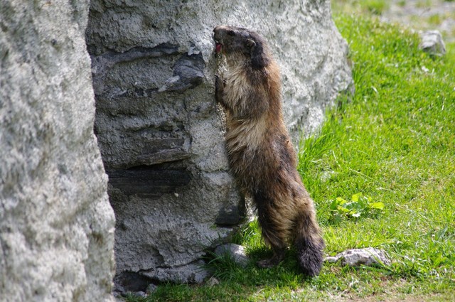 marmotte (9) (Copier) [640x480].jpg