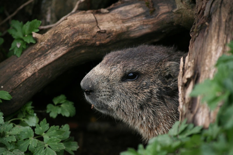marmotte concours.JPG