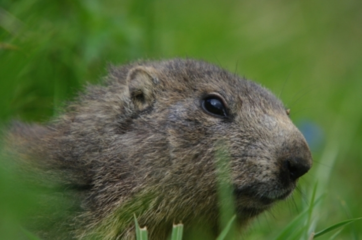 marmotte2 concours.jpg