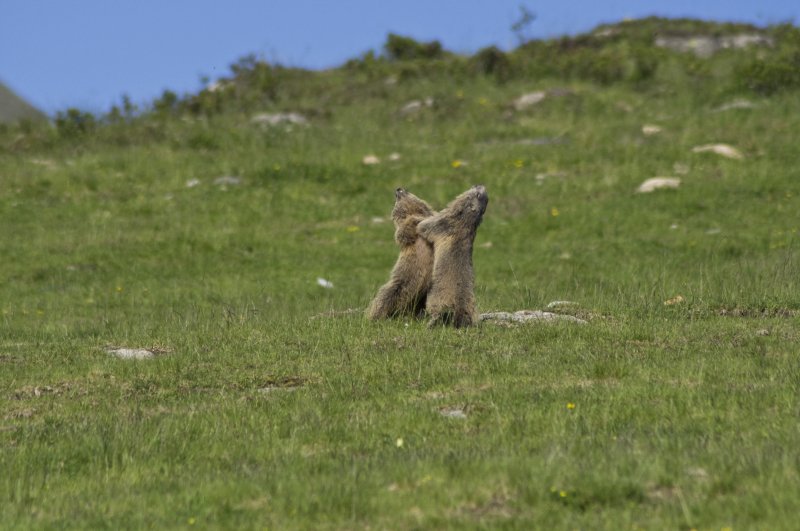 Marmottes_0218.jpg