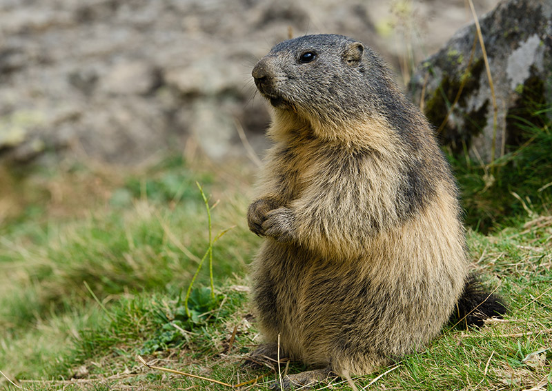 DSC_7285-2_Image&Nature3.jpg