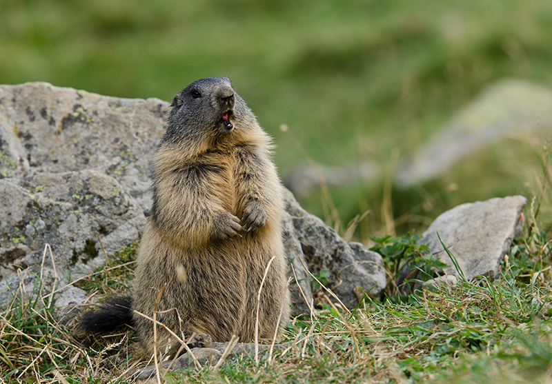 DSC_7237-1_Image&Nature3.jpg