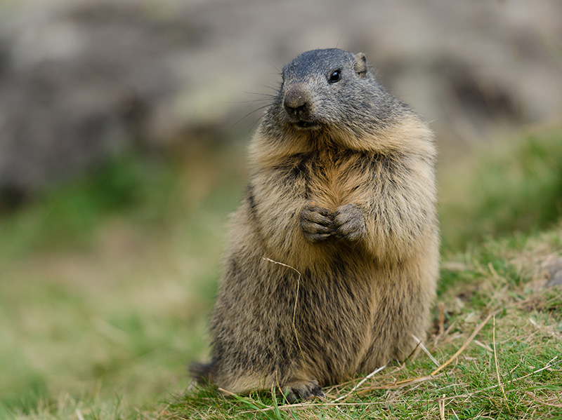 DSC_7307-1_Image&Nature3.jpg