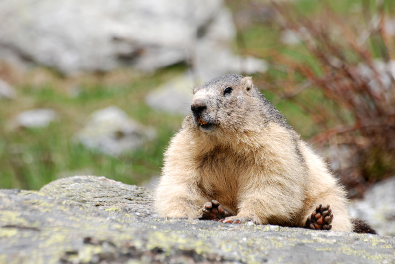 marmotte 3.jpg