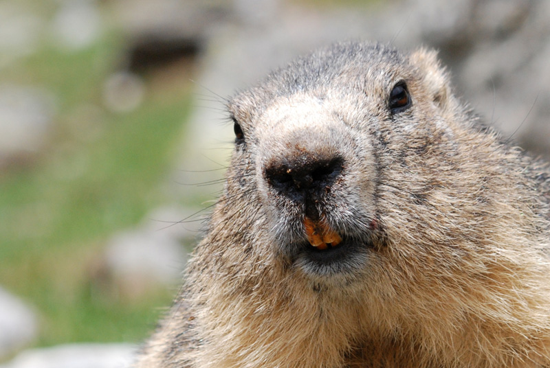 marmotte 1.jpg