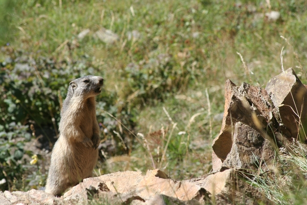 marmotte_savoie.jpg