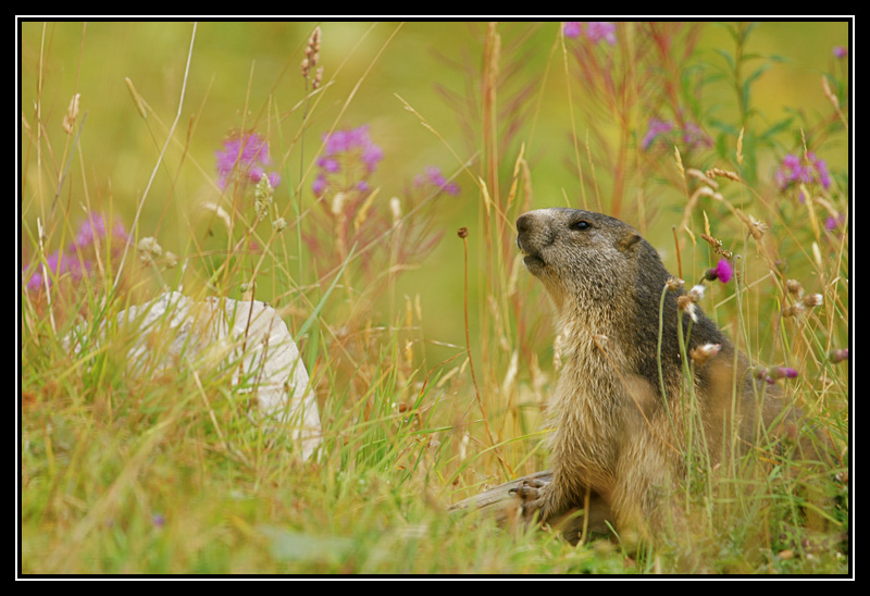 DSC04692-lr3.jpg