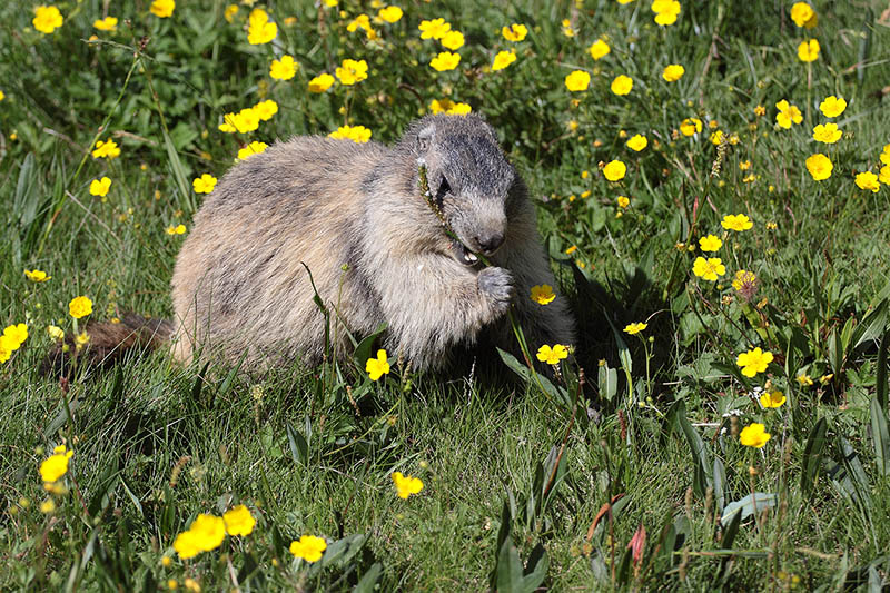 Marmotte 02 v800.jpg