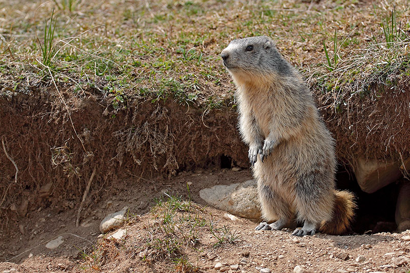 Marmotte 03 v800.jpg