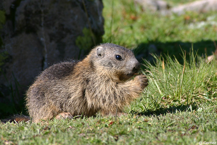 marmot_2.jpg