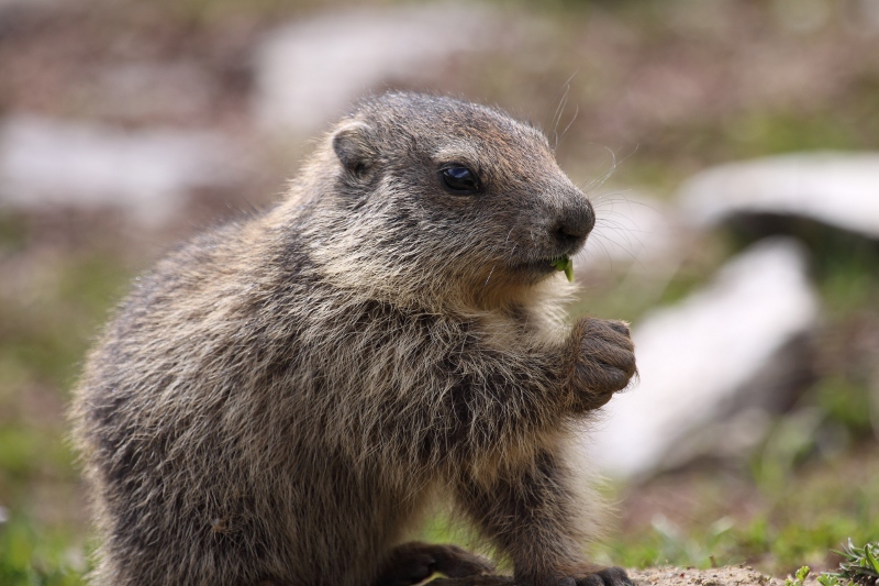 super marmotte.JPG