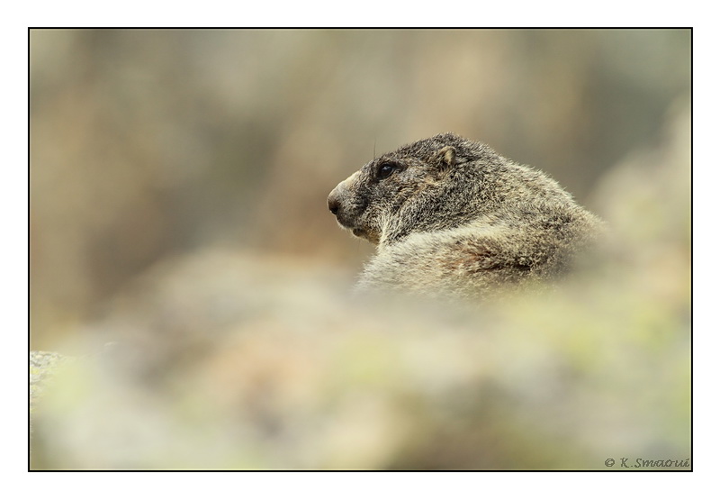 marmotte 2.jpg