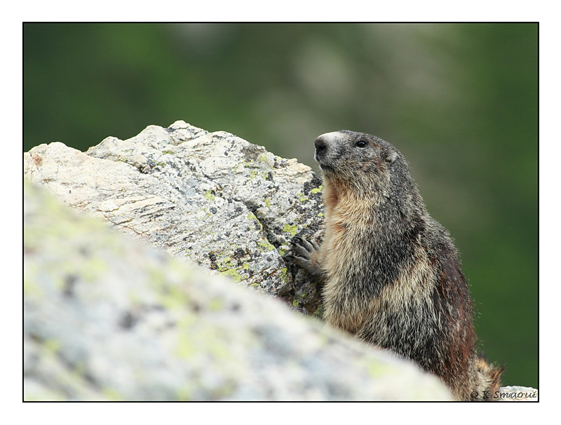 marmotte 3.jpg