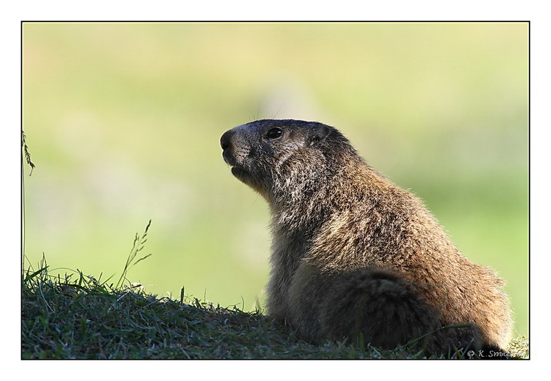 marmotte image et nature concours.jpg
