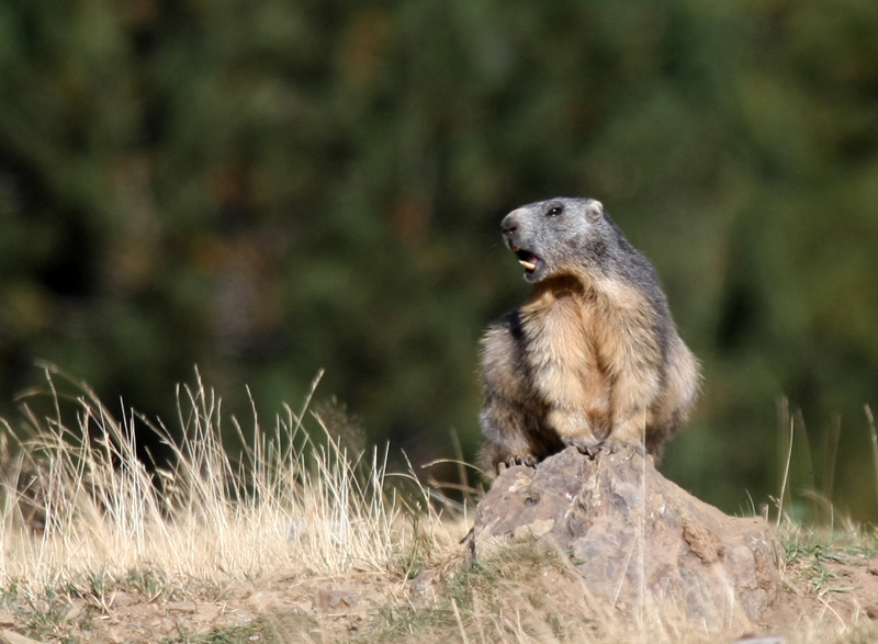 concours marmotte 1.jpg