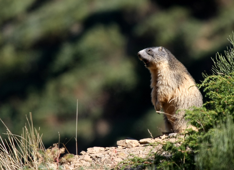 concours marmotte 2.jpg