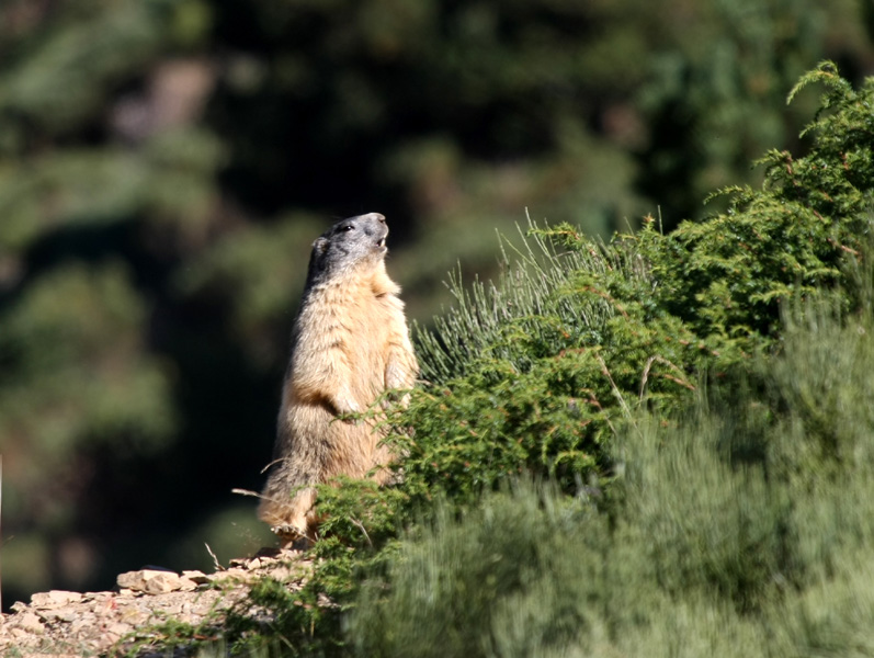 concours marmotte 3.jpg